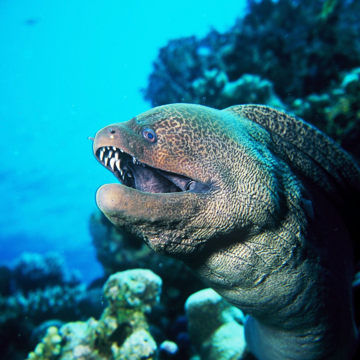 Giant moray — Photographs 1