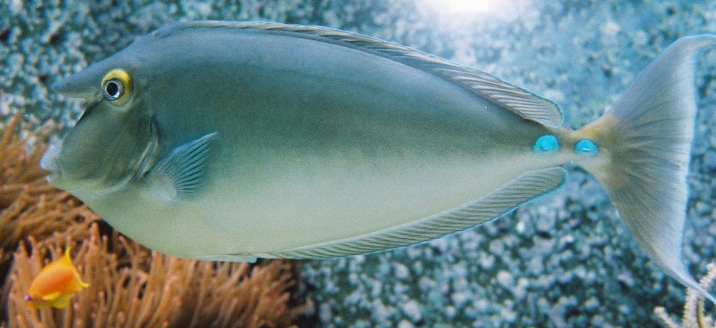 Bluespine unicornfish — Photographs 1