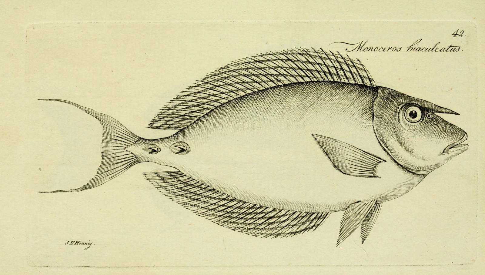 Bluespine unicornfish — Photographs 2