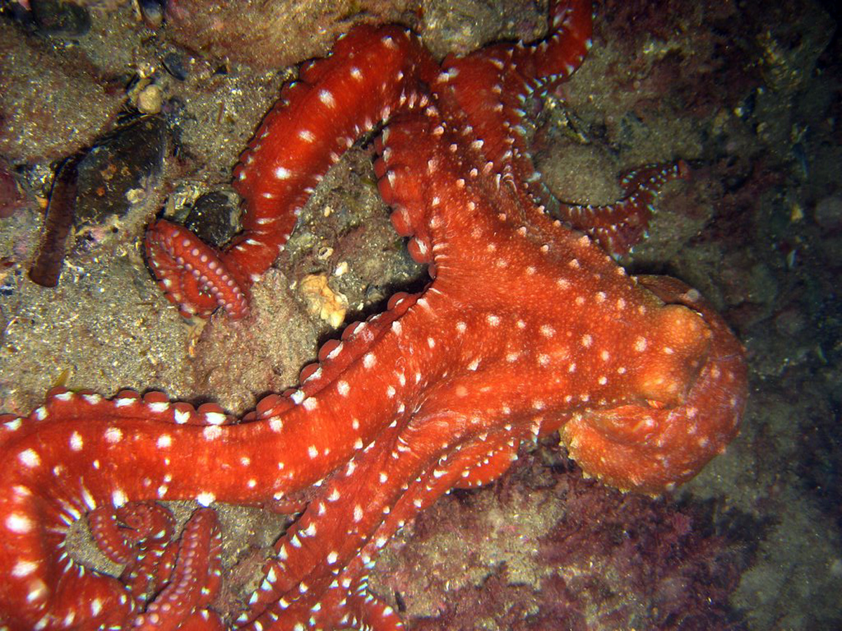 Weißgefleckter Oktopus — Fotos 1