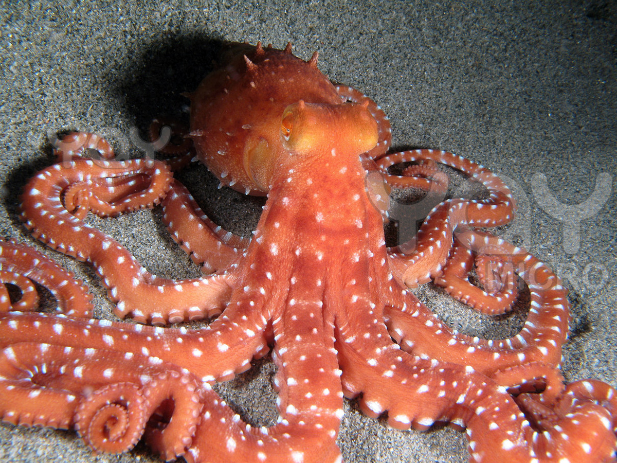 Weißgefleckter Oktopus — Fotos 2