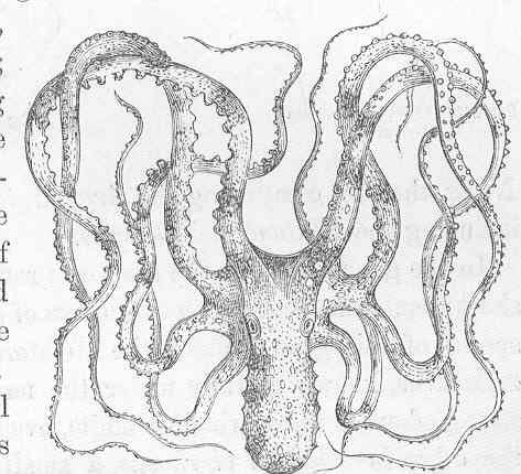 Weißgefleckter Oktopus — Fotos 3