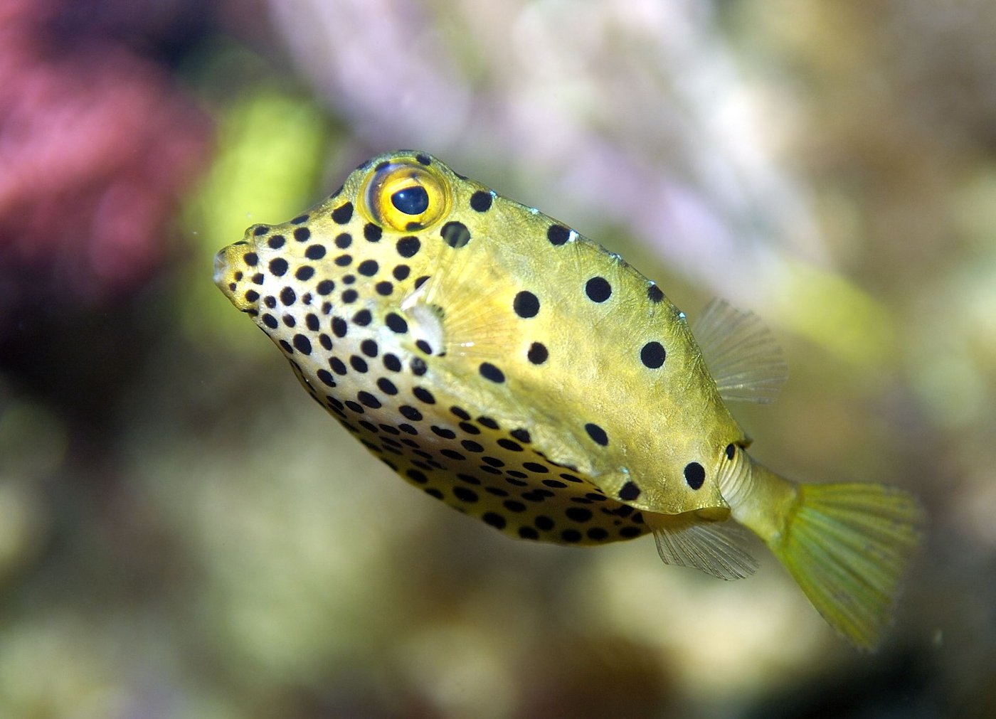 Yellow boxfish — Photographs 1