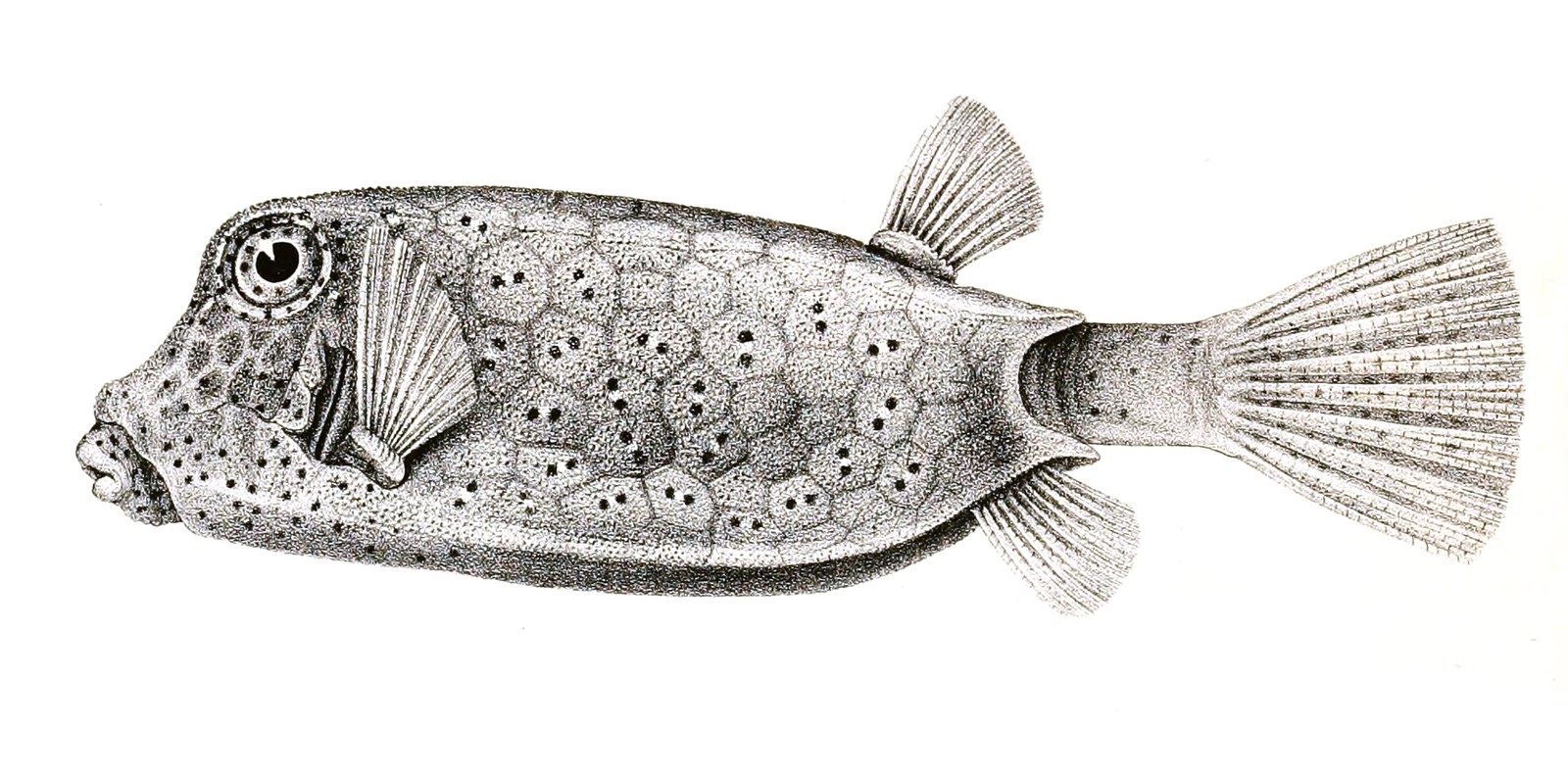 Yellow boxfish — Photographs 2