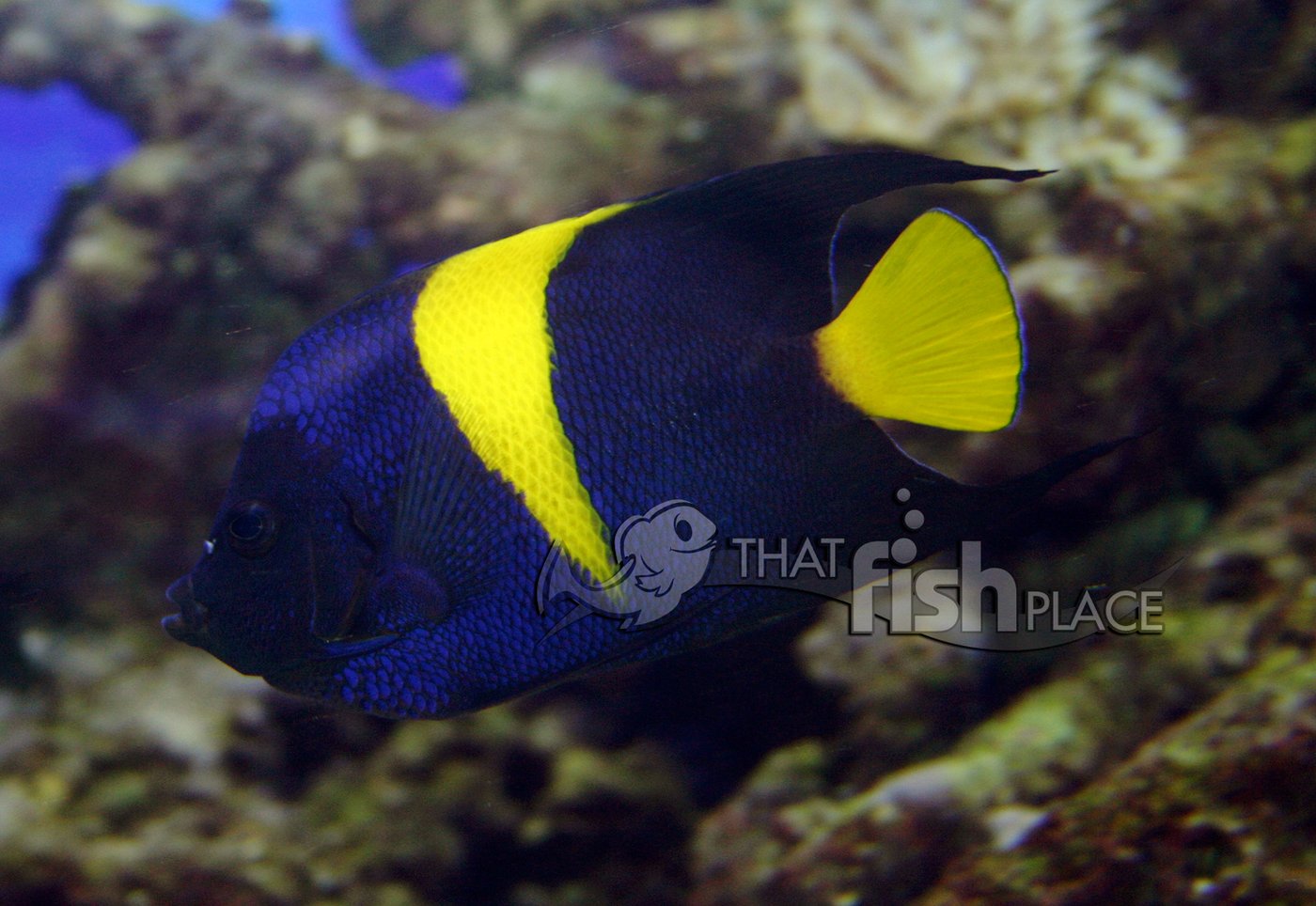 Arabian angelfish — Photographs 1