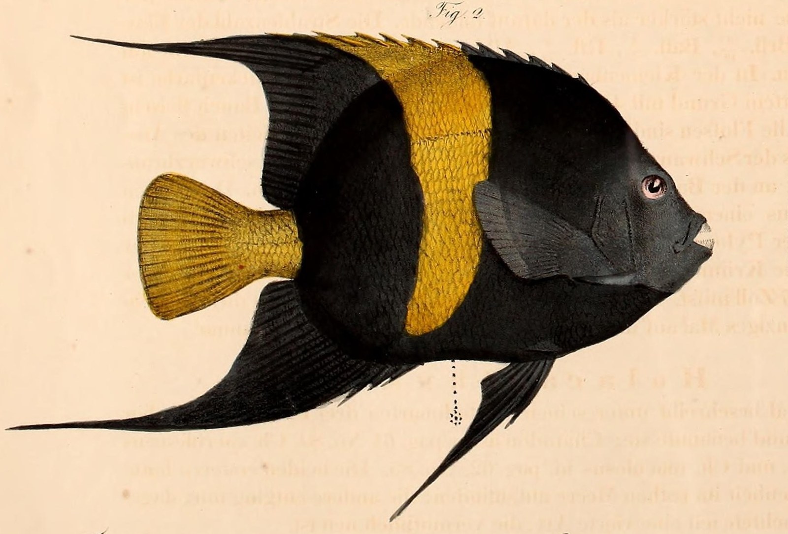 Arabian angelfish — Photographs 2