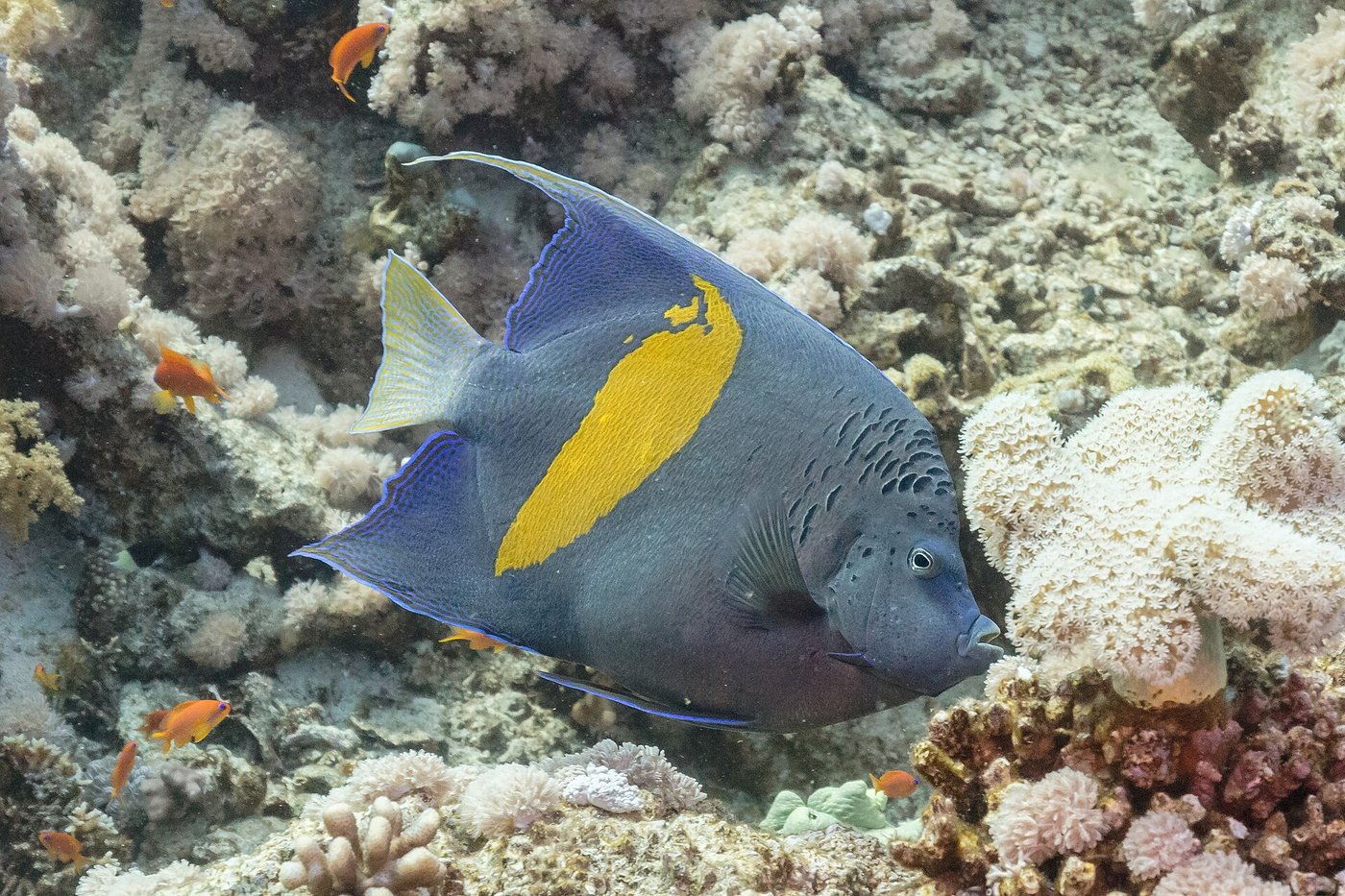 Sichel-Kaiserfisch — Fotos 1