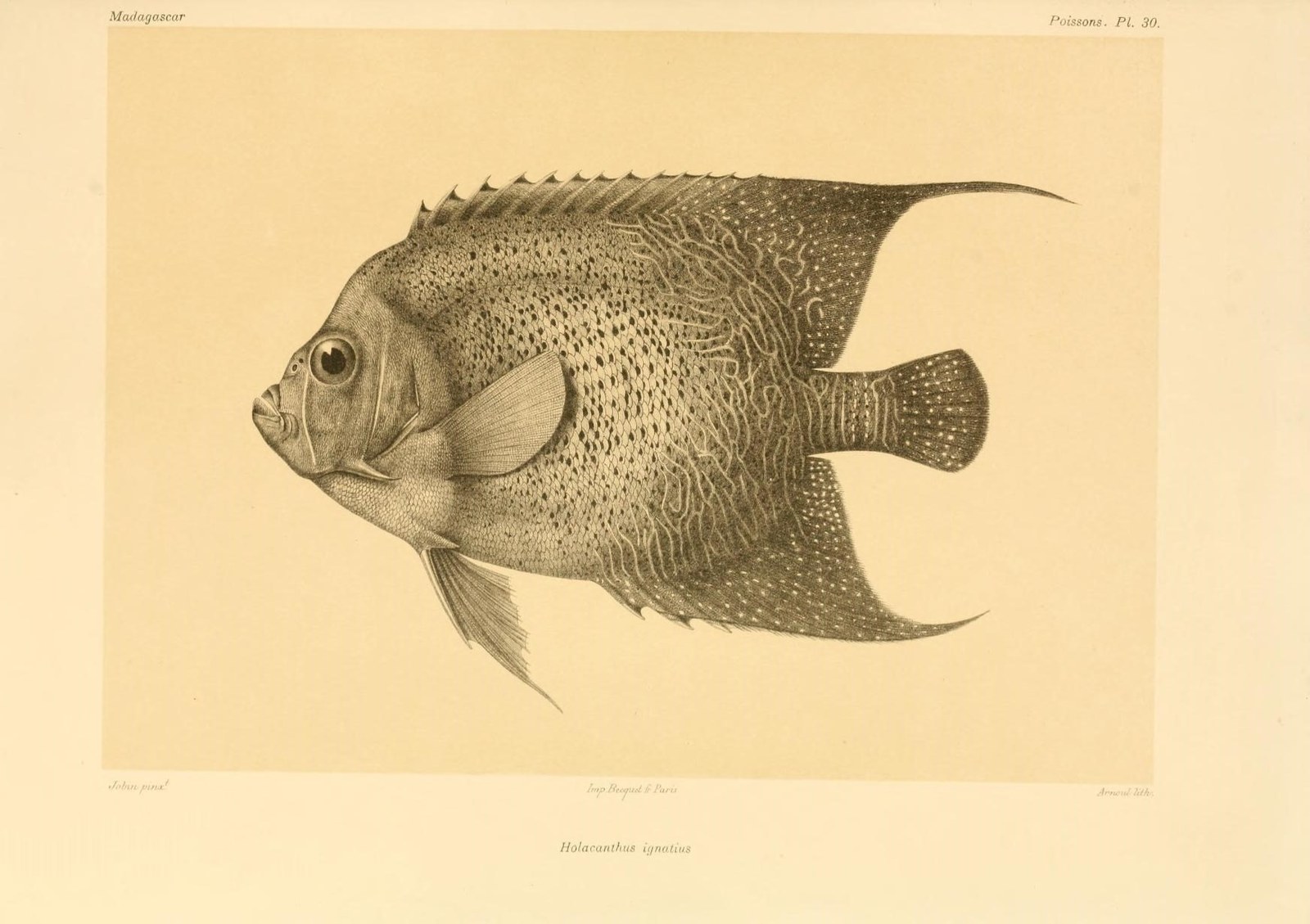 Sichel-Kaiserfisch — Fotos 2