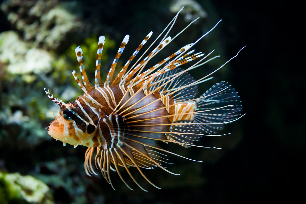 Broadbarred firefish — Photographs 1