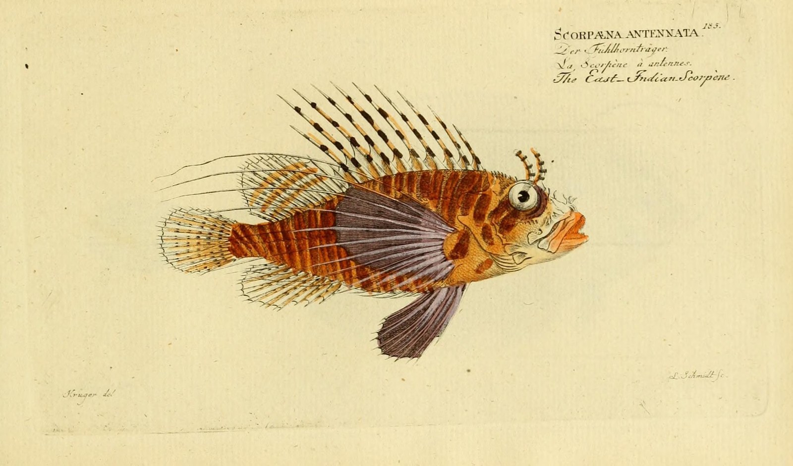 Broadbarred firefish — Photographs 2