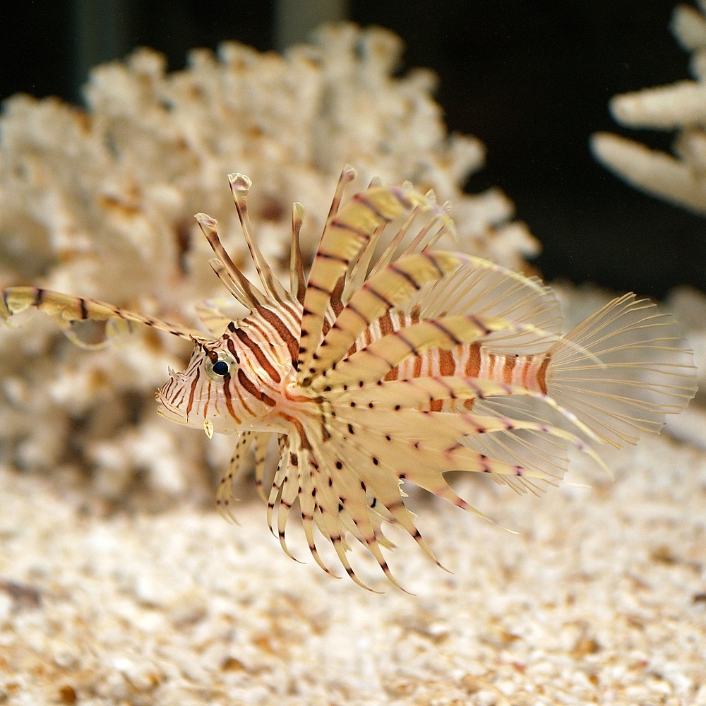 Luna lionfish — Photographs 1
