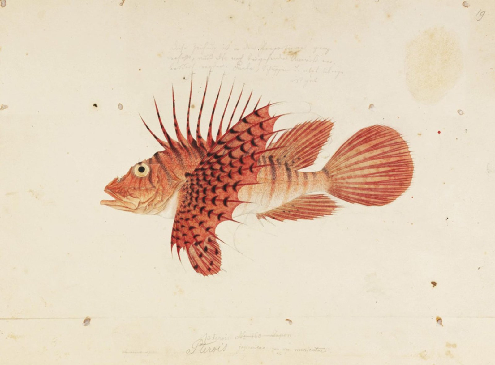 Luna lionfish — Photographs 2