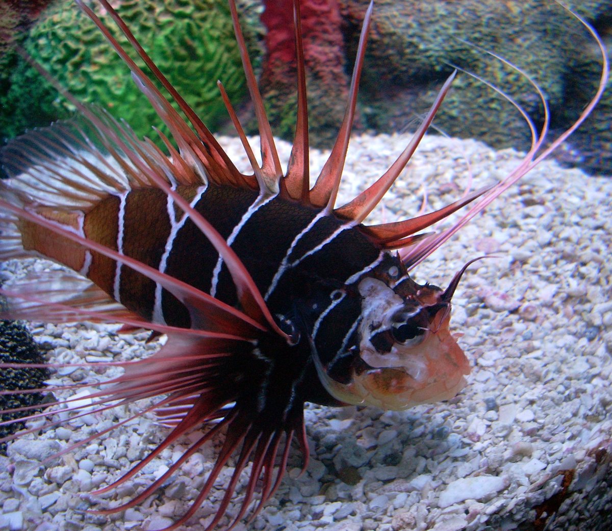 Радиальная крылатка — Фотографии 2