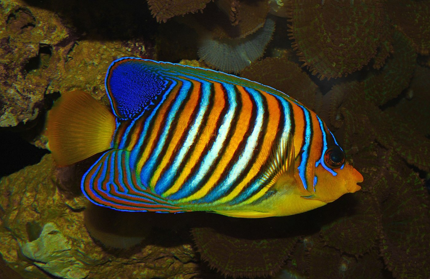 Pfauen-Kaiserfisch — Fotos 1
