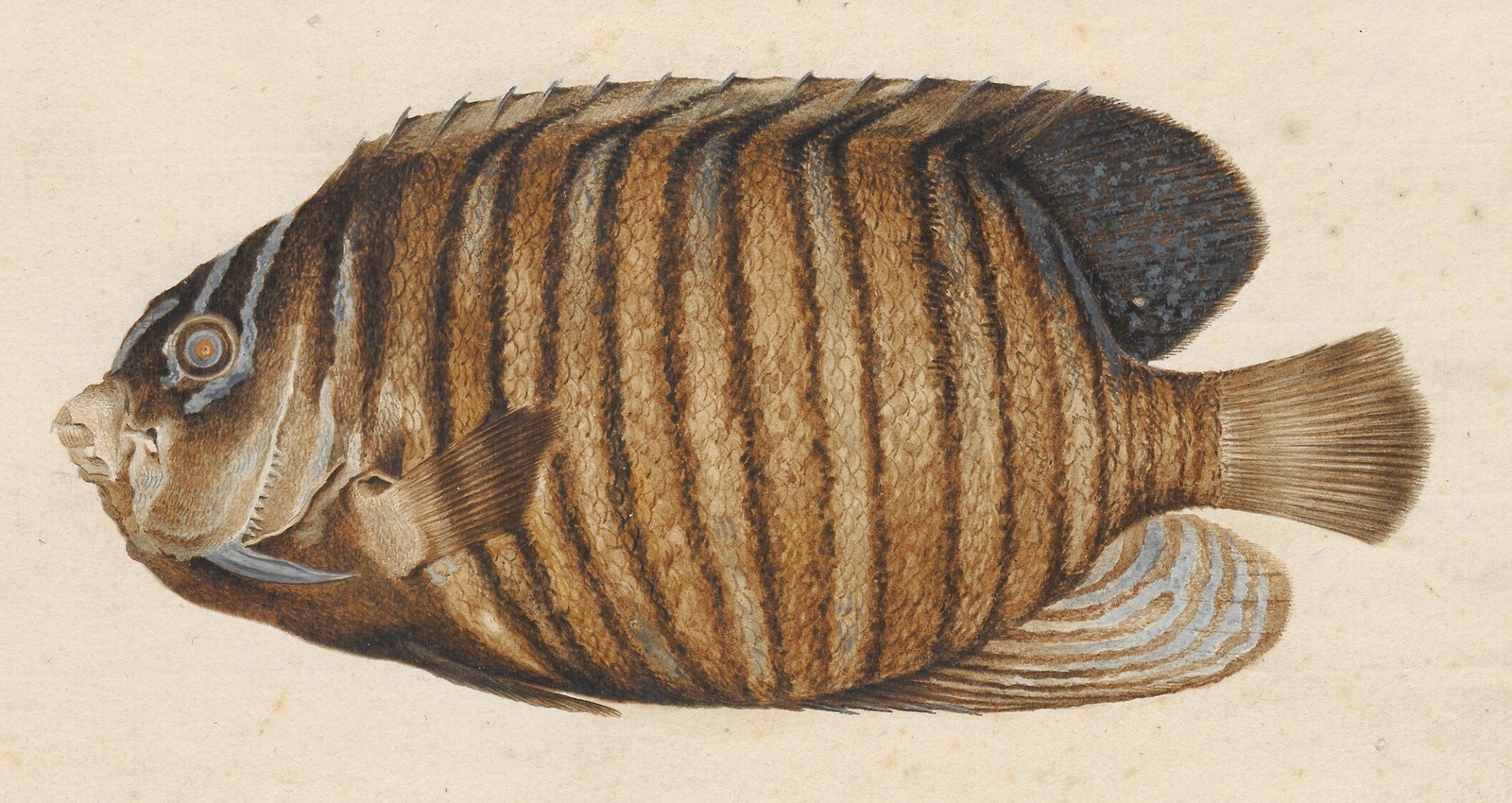 Pfauen-Kaiserfisch — Fotos 2