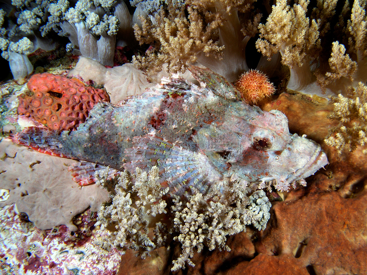 Yellowfin scorpionfish — Photographs 1