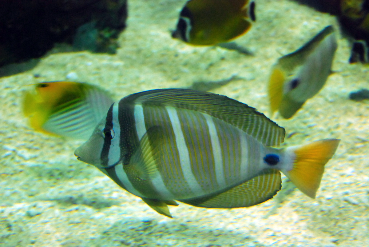 Östlicher Segelflossen-Doktorfisch — Fotos 1