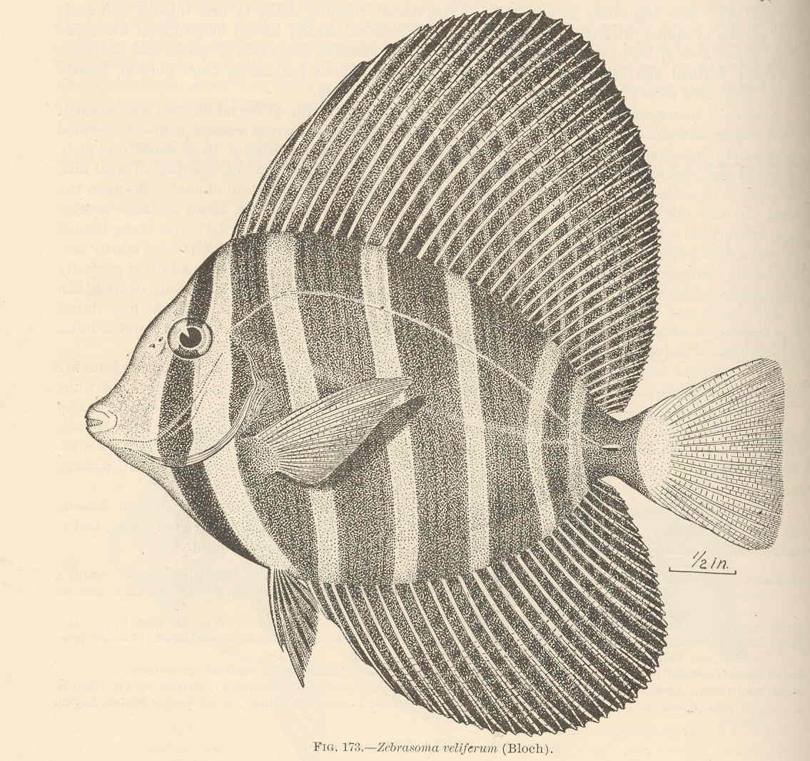 Östlicher Segelflossen-Doktorfisch — Fotos 2