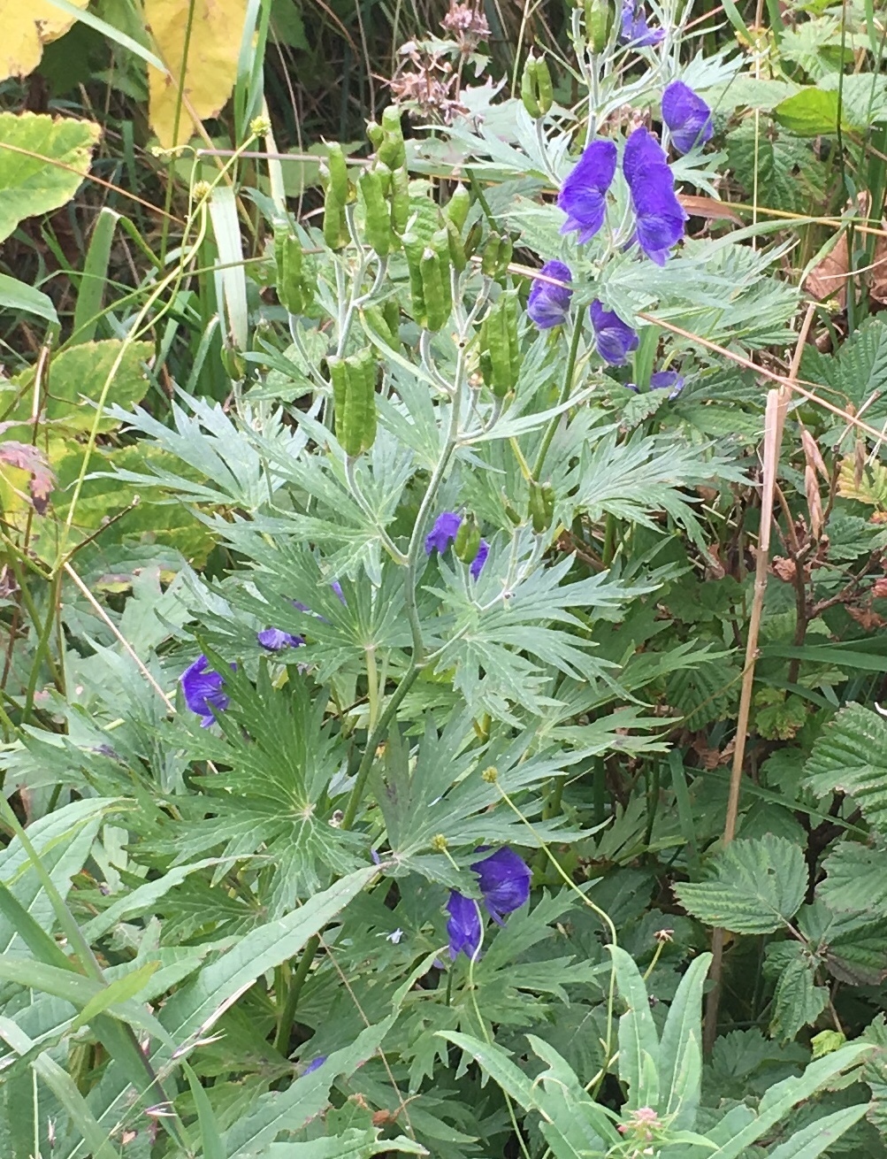 Kamchatka aconite — Fotos 5