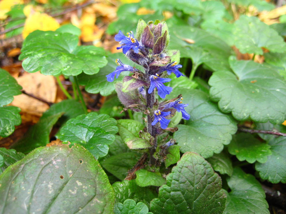 Bugle — Photographs 1