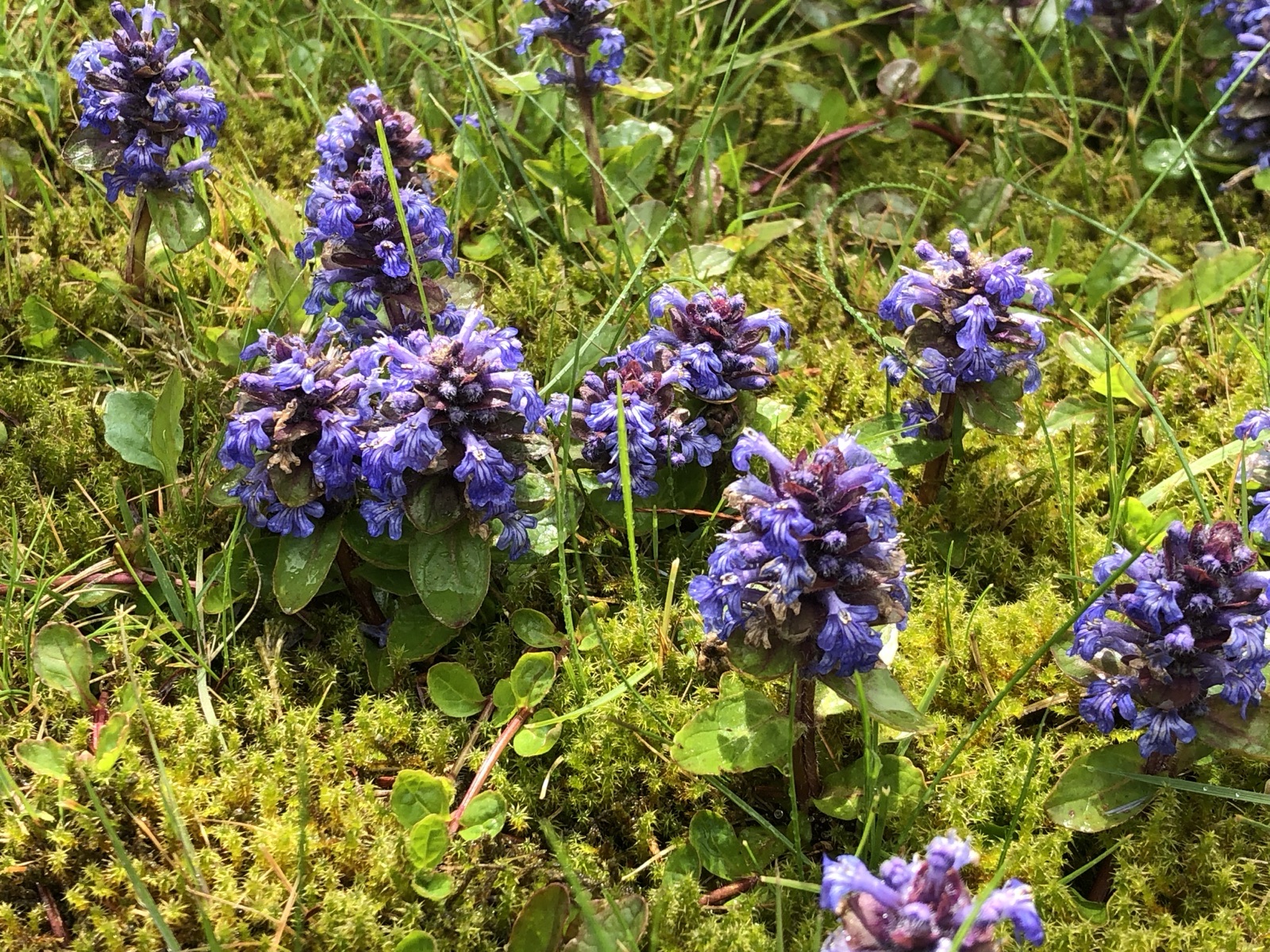 Bugle — Photographs 2