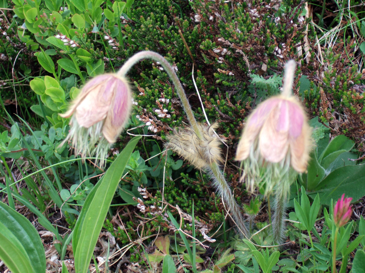 Arctic violet — Photographs 1