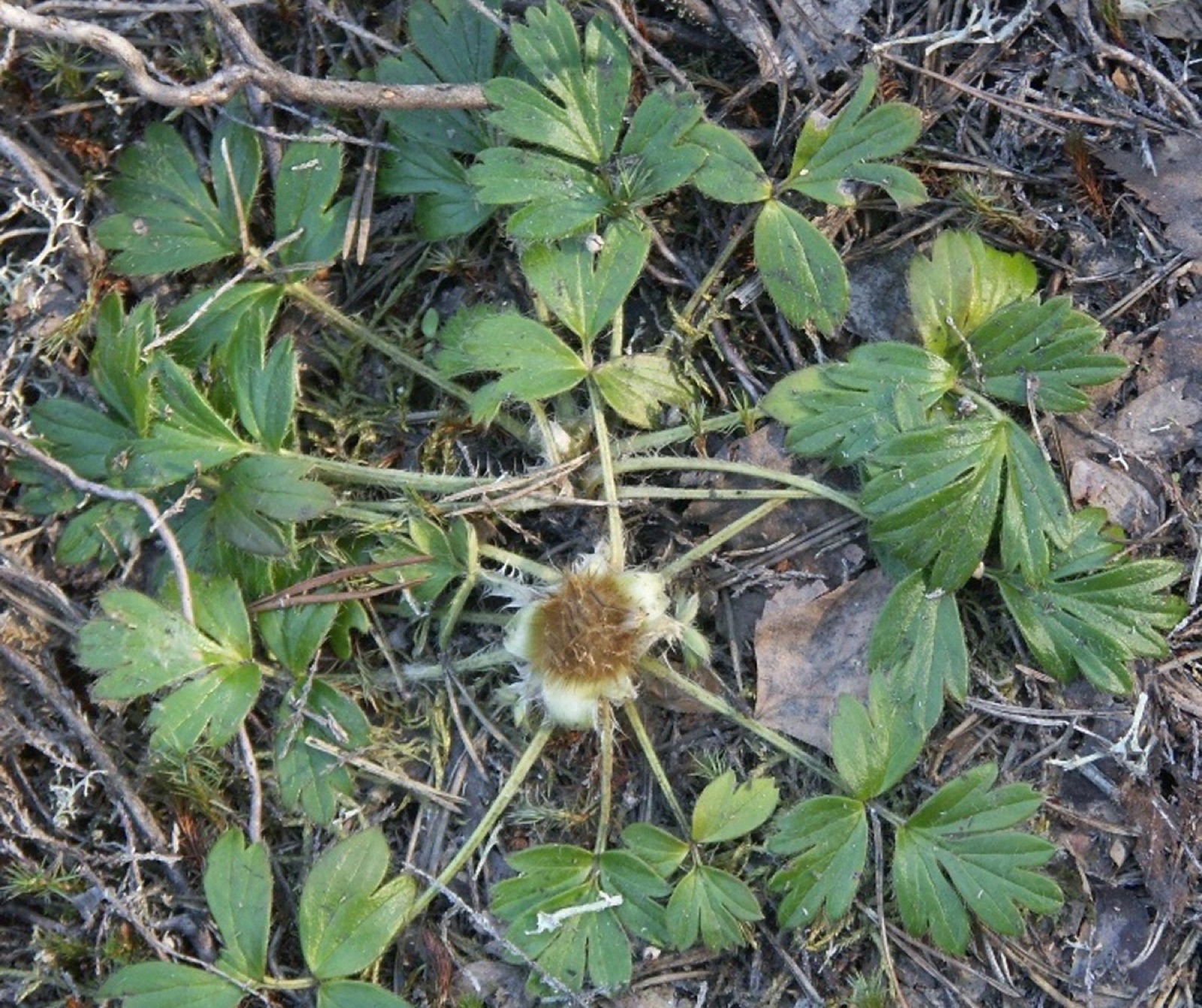 Arctic violet — Photographs 2