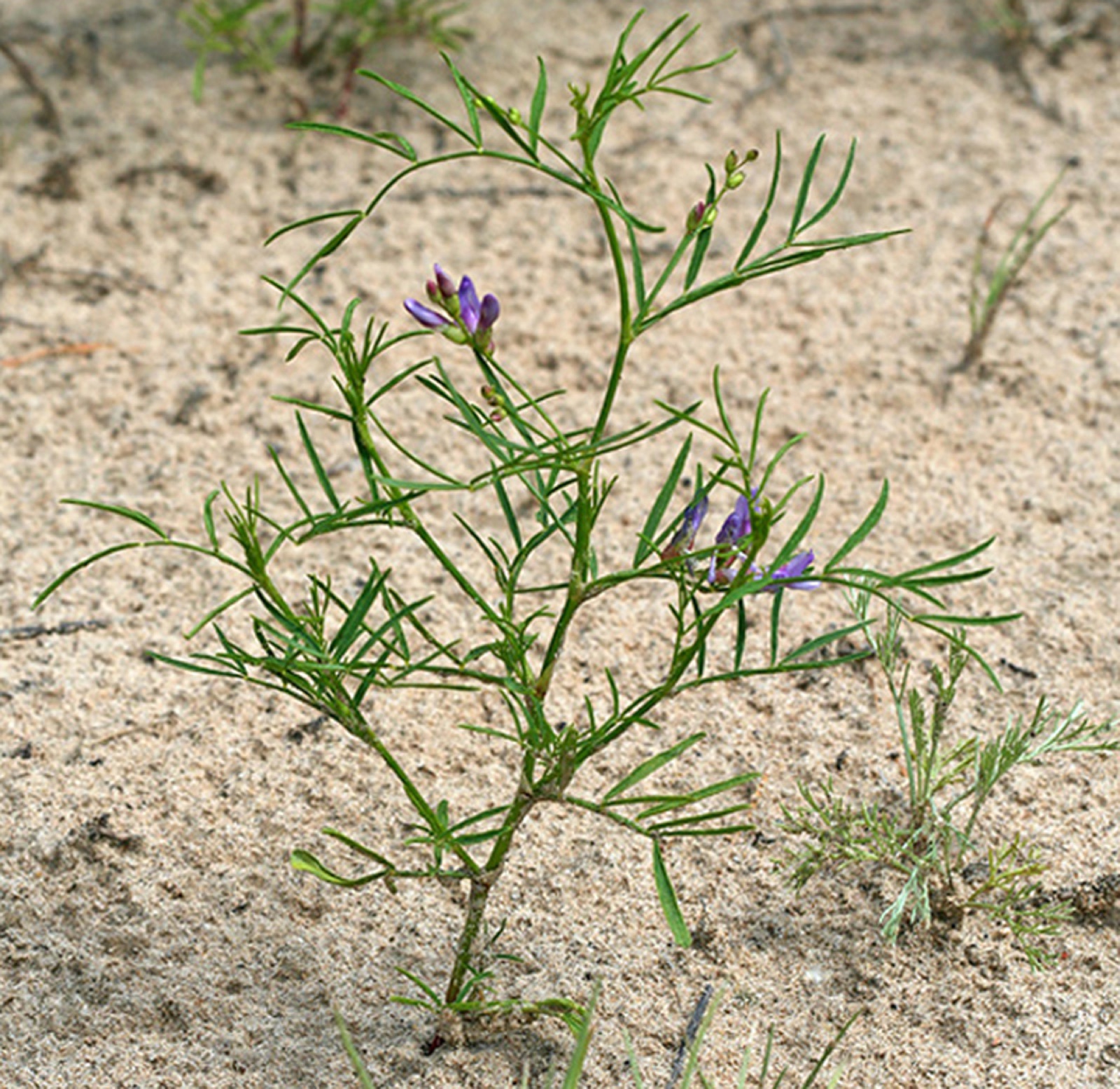 Sand milk-vetch — Photographs 1