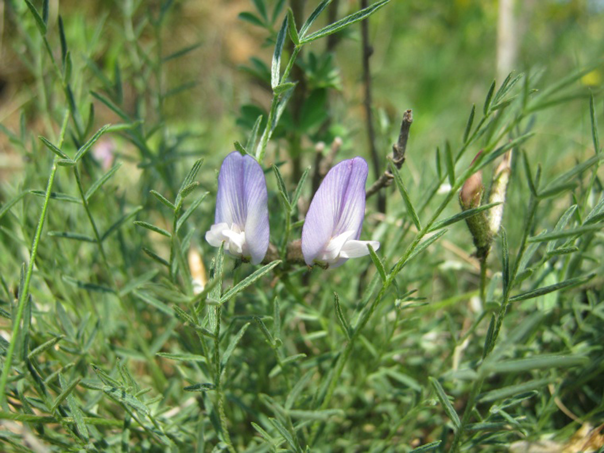 Sand milk-vetch — Photographs 2