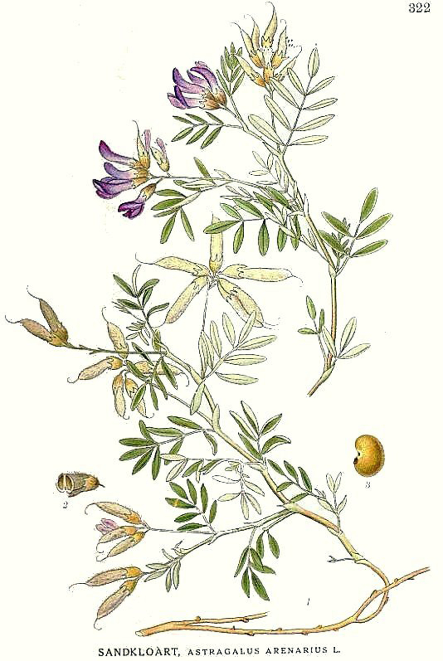Sand milk-vetch — Photographs 3