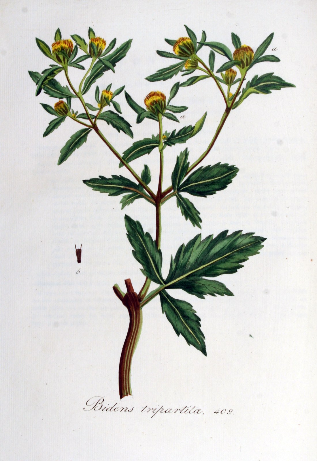 Three-lobe beggarticks — Photographs 2