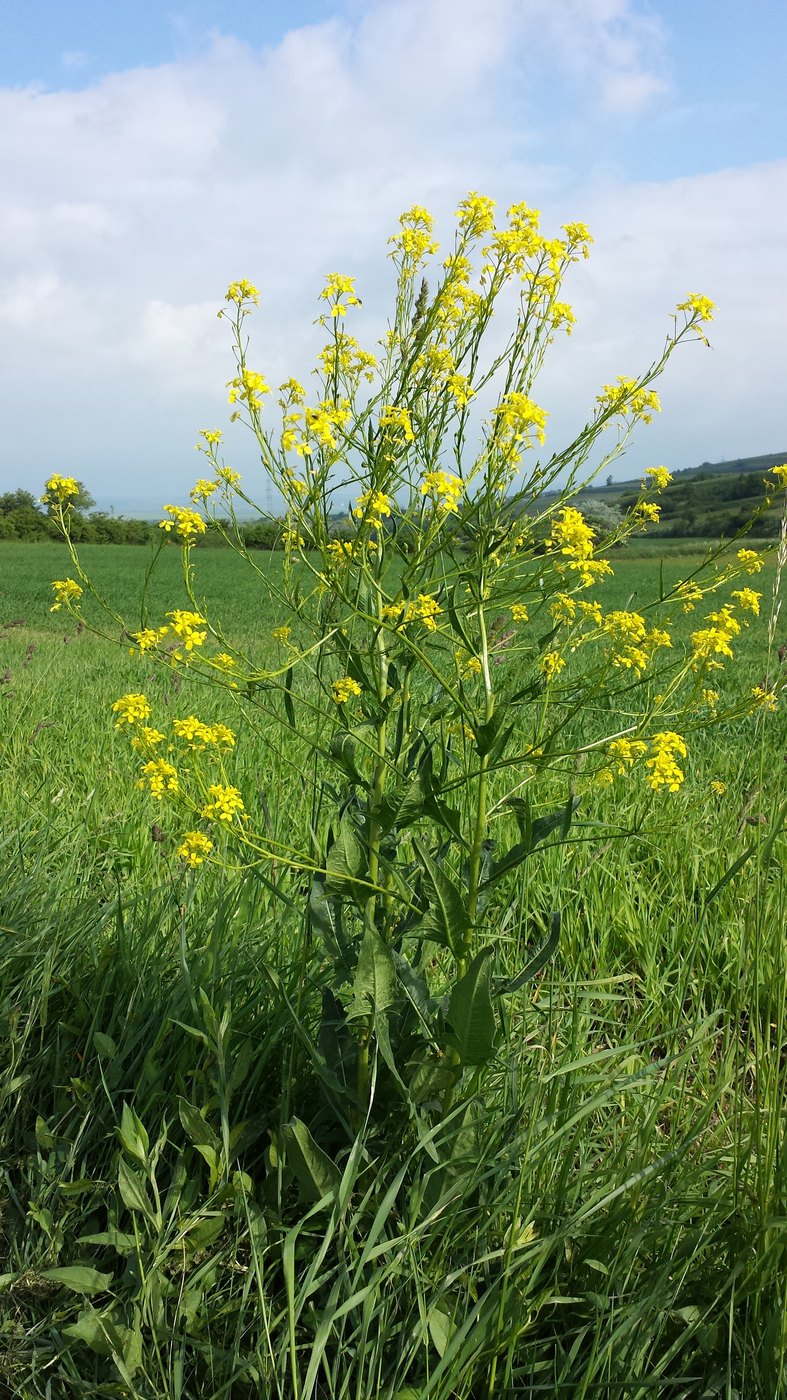 Turkish wartycabbage — Photographs 1