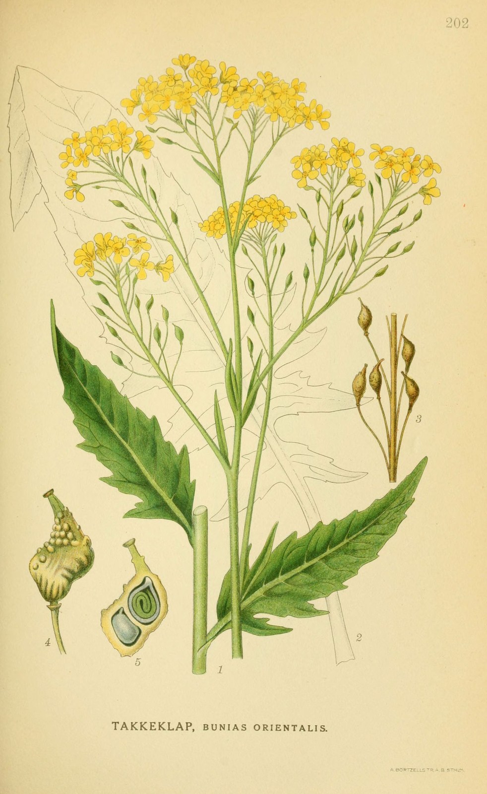 Turkish wartycabbage — Photographs 2