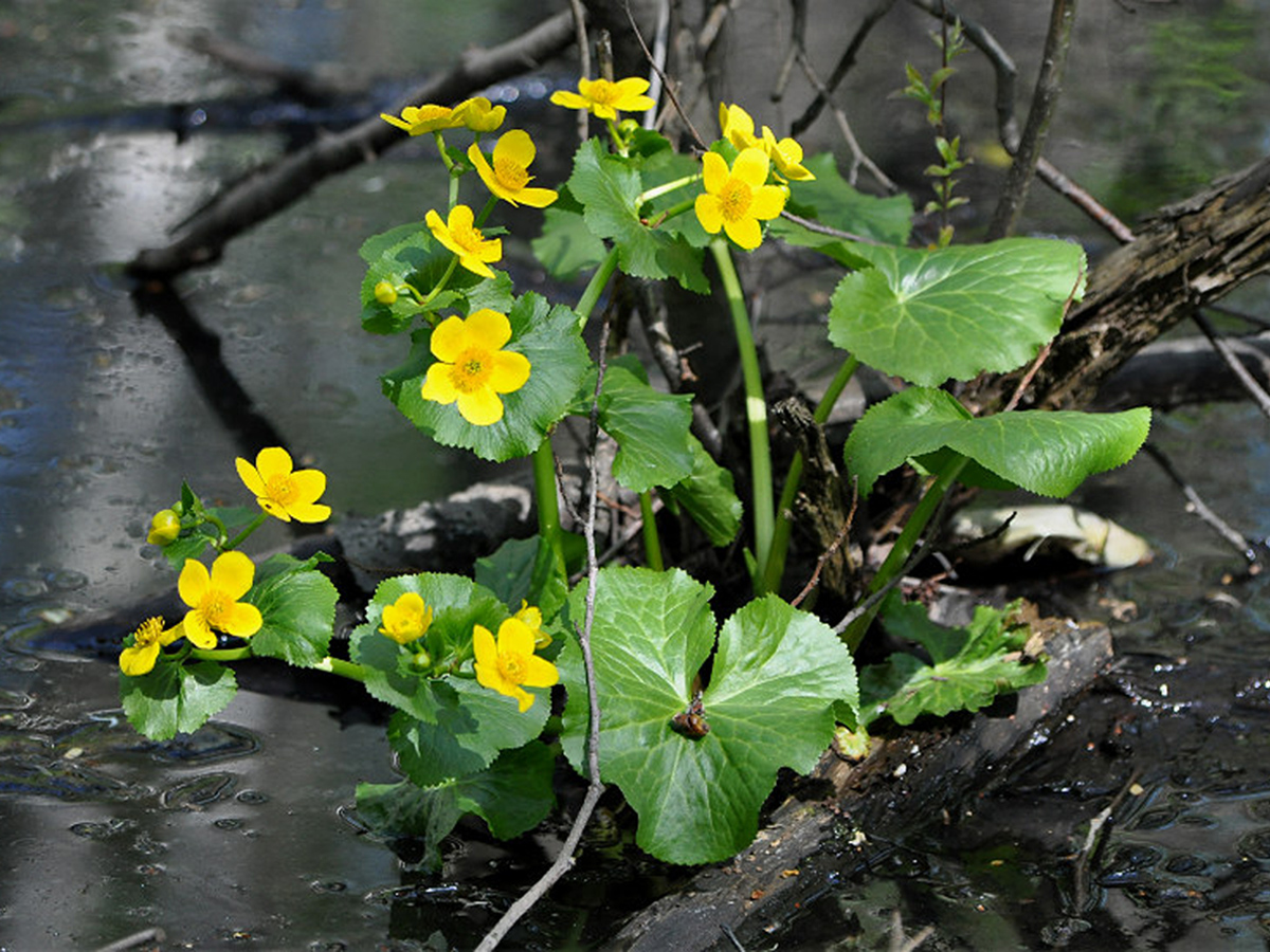 Sumpfdotterblume — Fotos 3