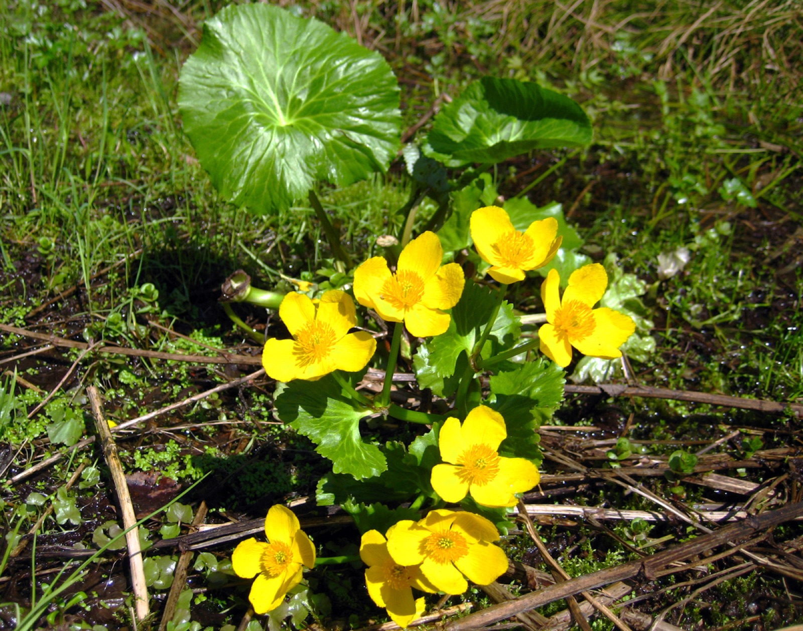 Sumpfdotterblume — Fotos 2