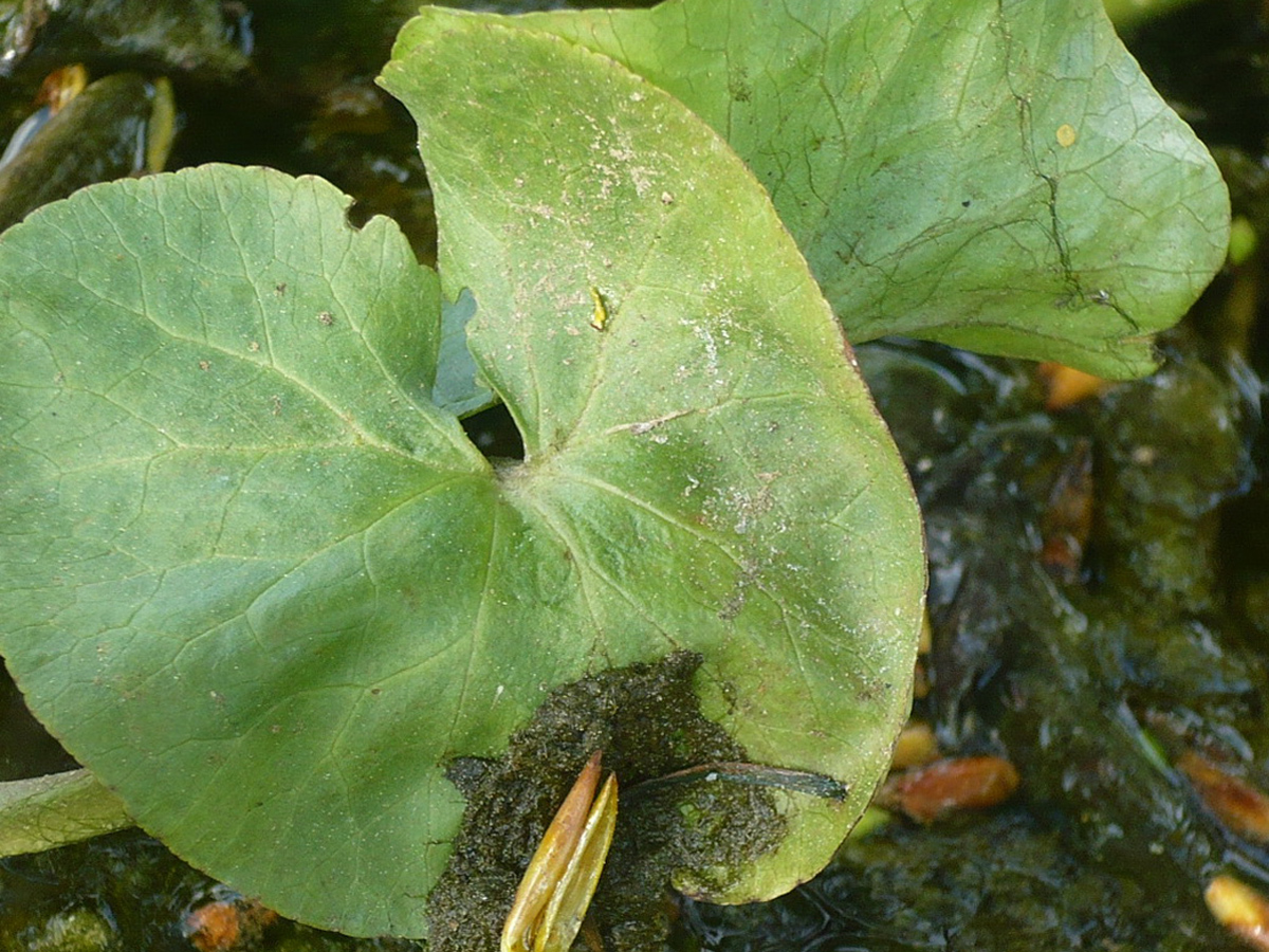 Sumpfdotterblume — Fotos 1
