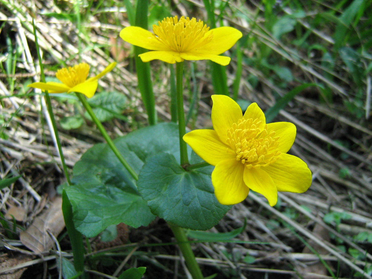 Sumpfdotterblume — Fotos 4