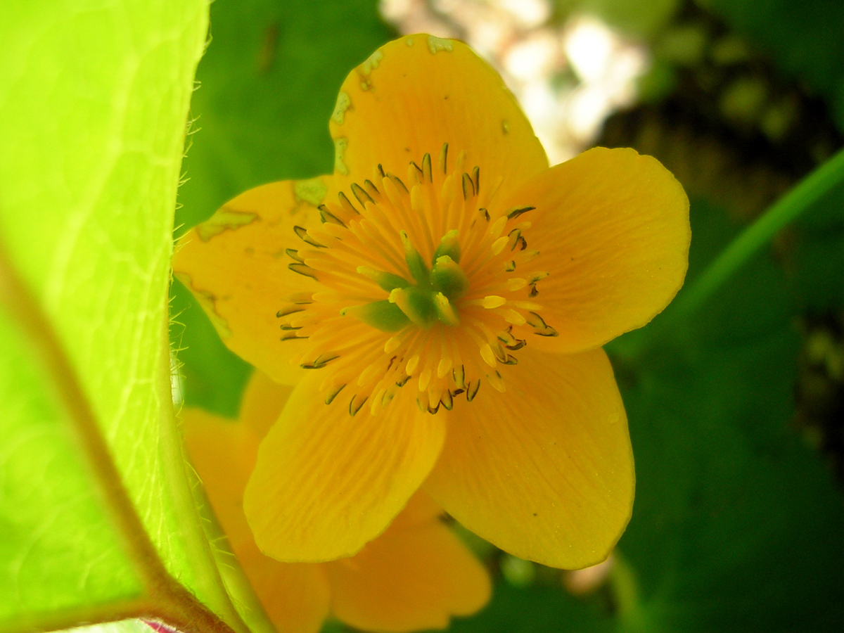 Sumpfdotterblume — Fotos 8