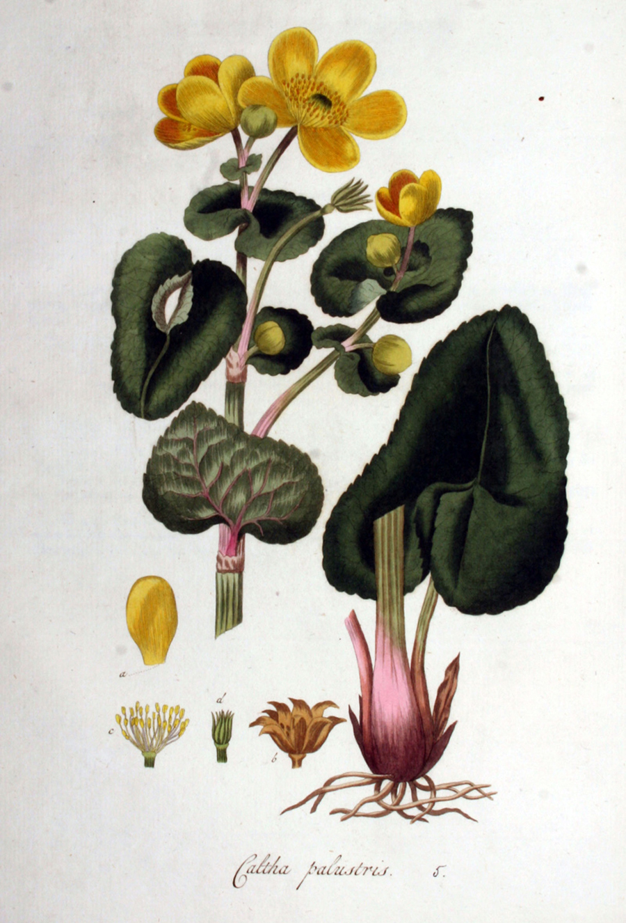 Sumpfdotterblume — Fotos 10