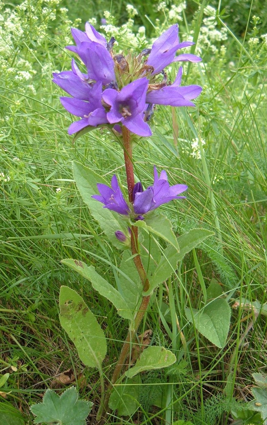 Clustered Bellflower — Photographs 1