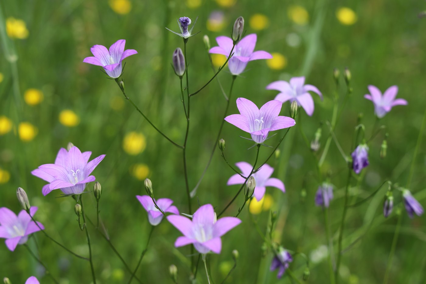 Spreading bellflower — Photographs 1