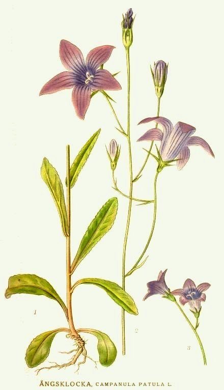 Spreading bellflower — Photographs 2