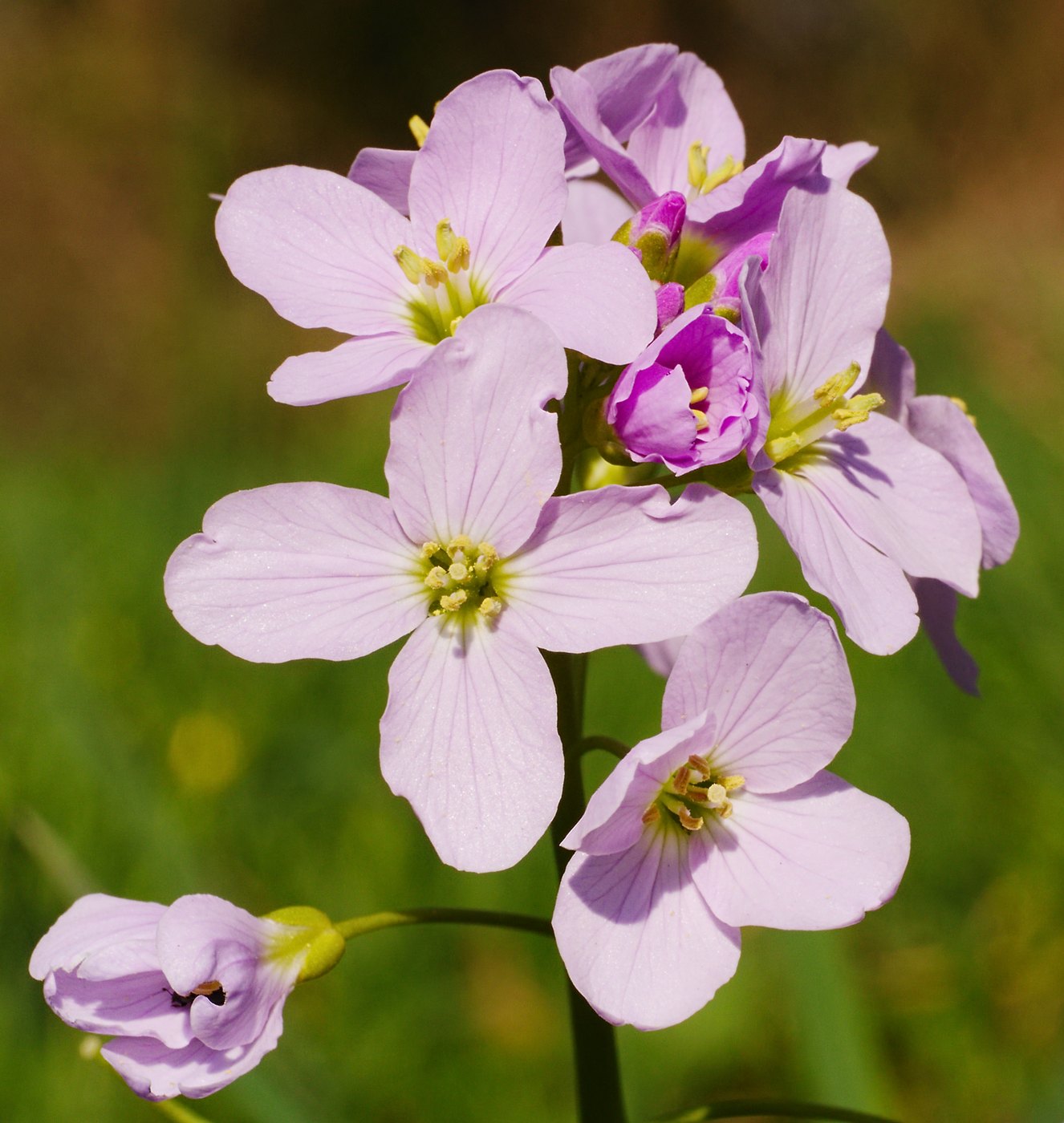 Cuckoo flower — Photographs 1