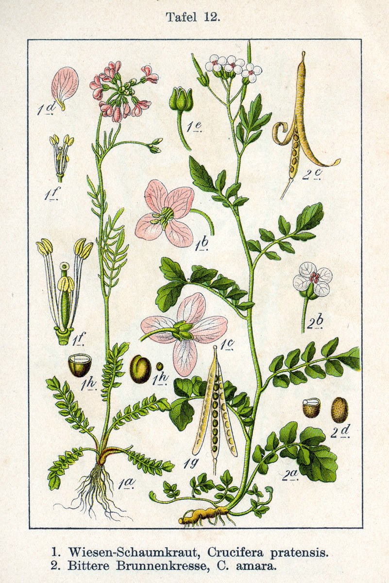 Cuckoo flower — Photographs 2
