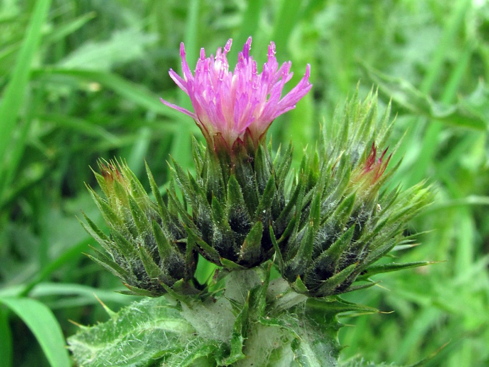 Arabian thistle — Photographs 1