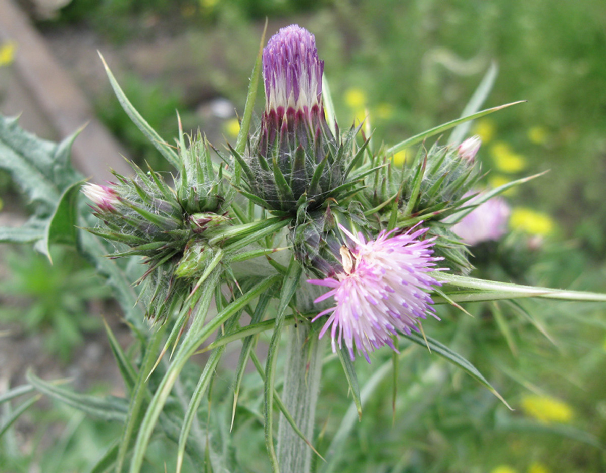 Arabian thistle — Photographs 2