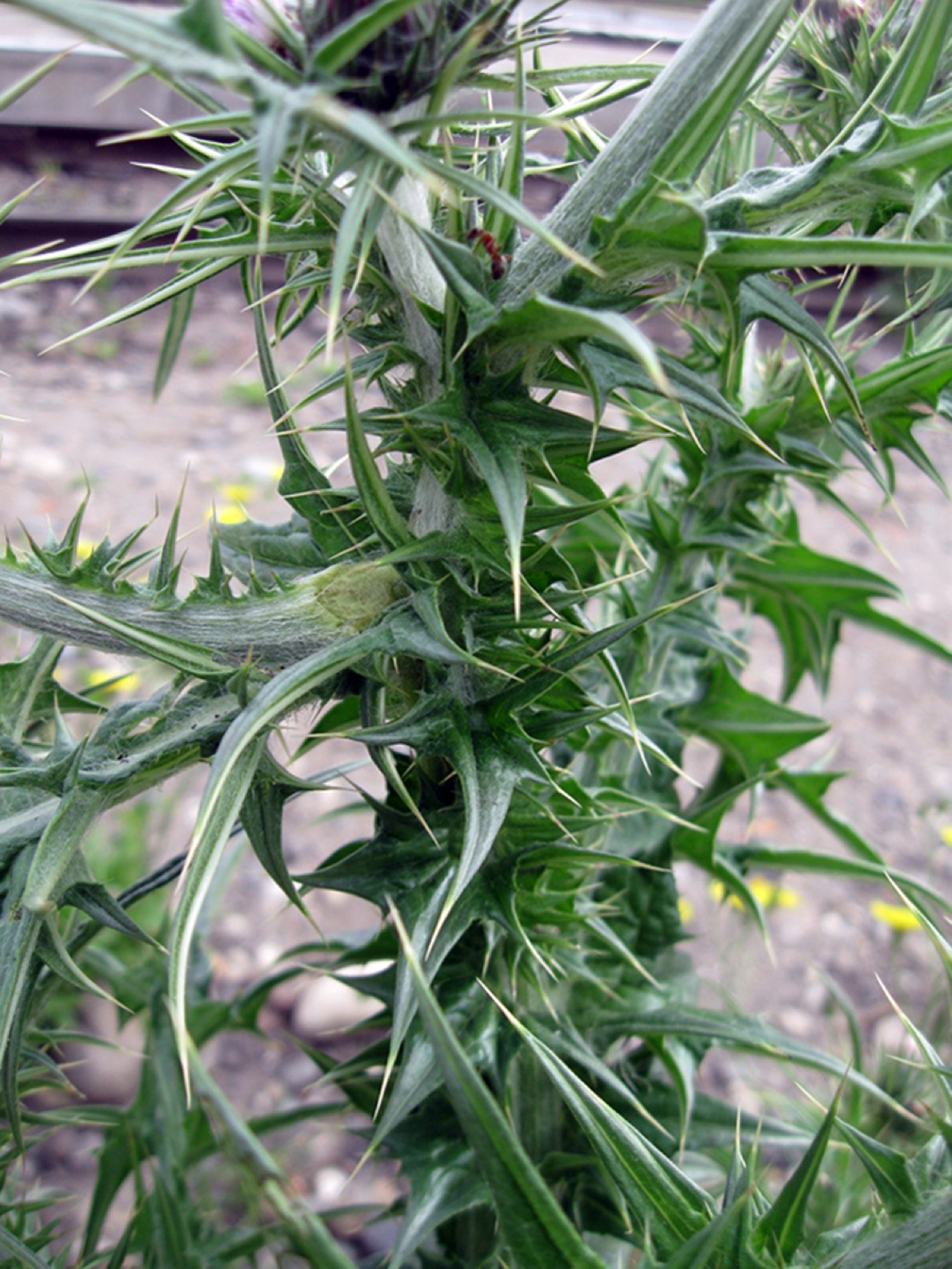 Arabian thistle — Photographs 3