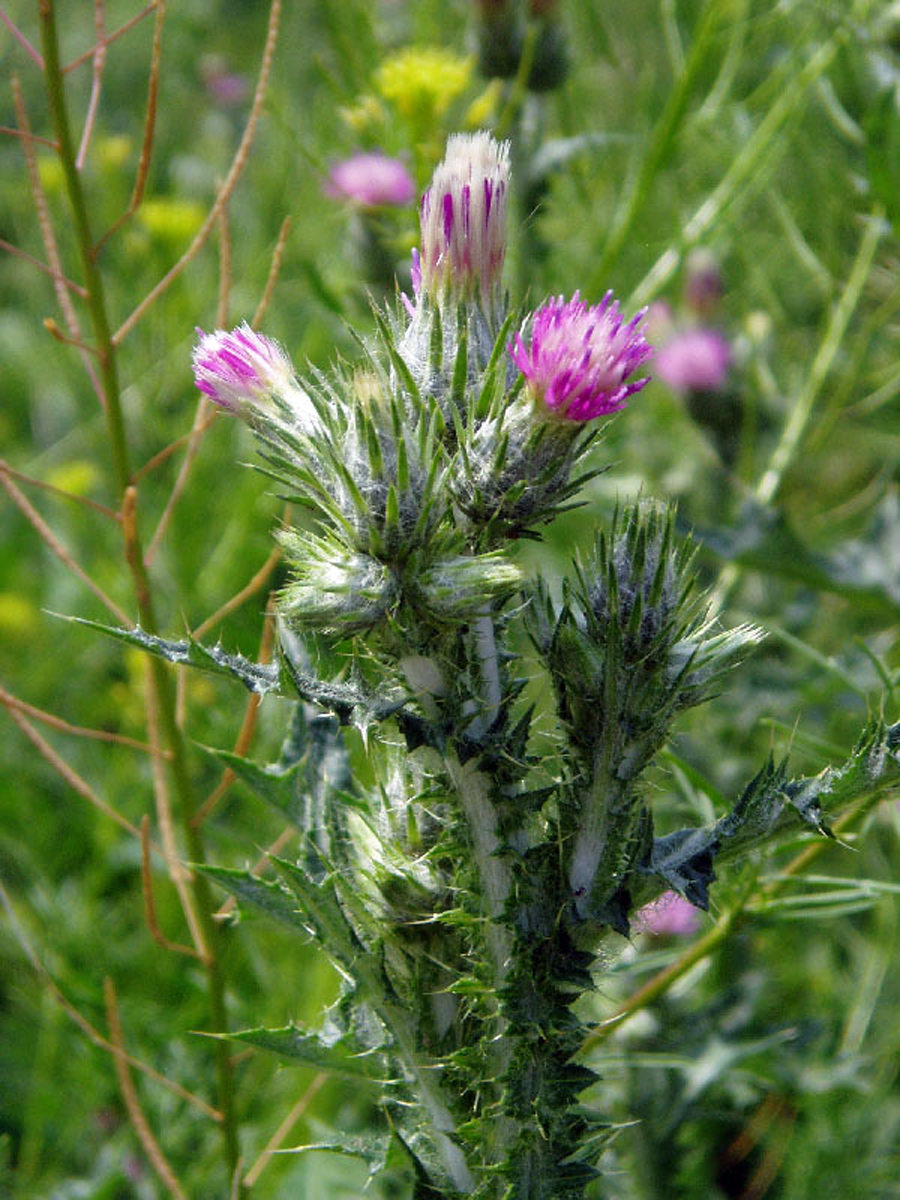Arabian thistle — Photographs 4
