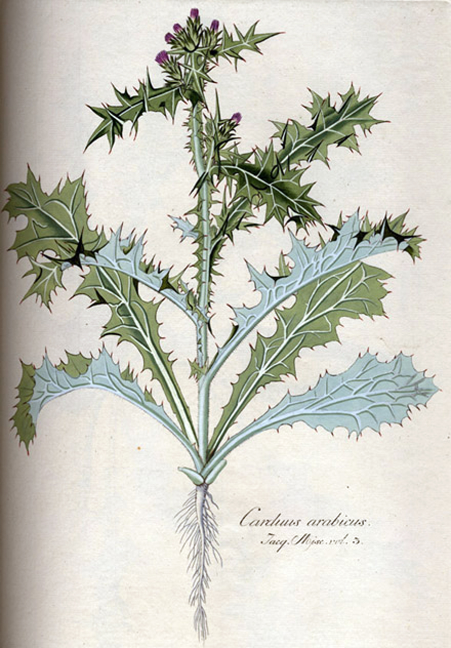 Arabian thistle — Photographs 5