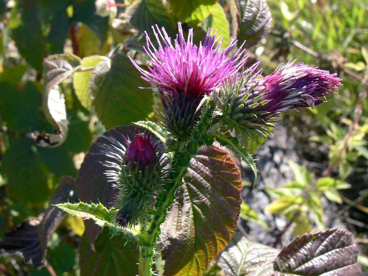 Krause Ringdistel — Fotos 1